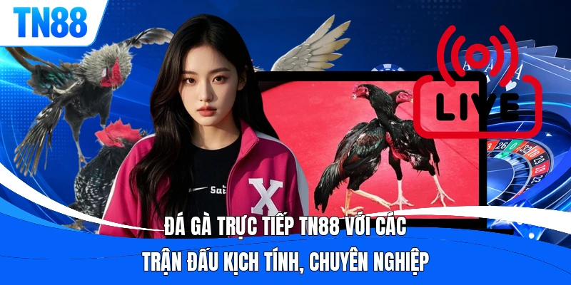 Đá gà trực tiếp TN88 với các trận đấu kịch tính, chuyên nghiệp